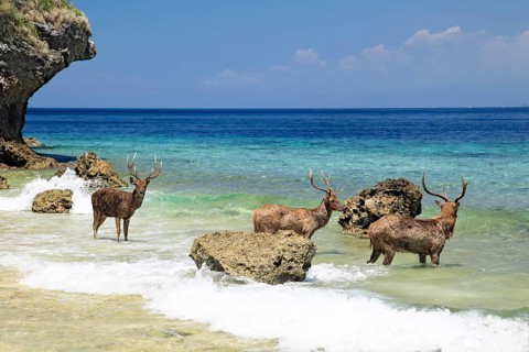 Maned deer or rusas