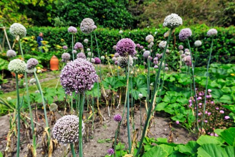 Flowering bulbs