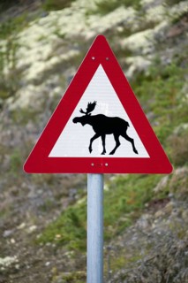 Warning sign for moose