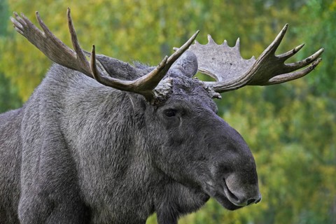 Moose