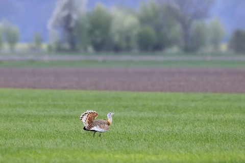 Great bustard