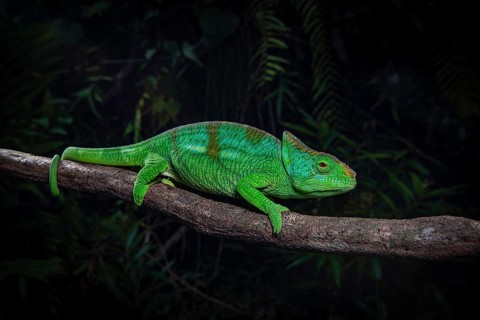 Parson's chameleon male