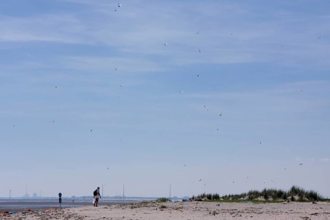 Tourist in the breeding colony of the Little Tern