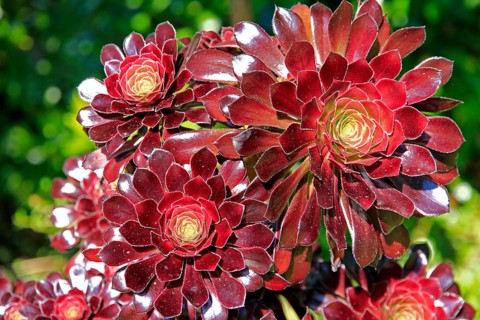 Thick-leaved plant