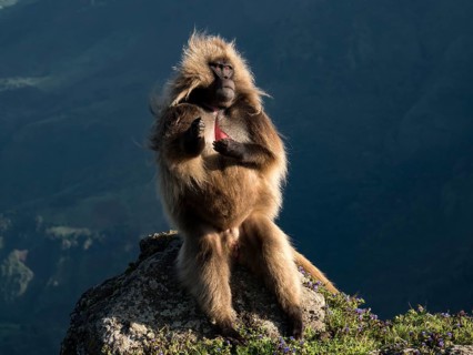 Gelada baboon