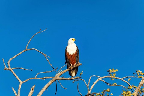African fish eagle