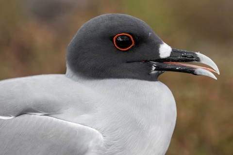 Swallow-tailed Gull