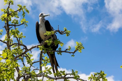Albatross