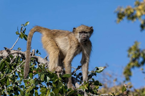 Western green monkey