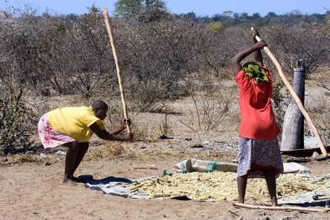 Women threshing maize