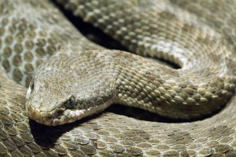 Close-up of Arizona spotted rattlesnake