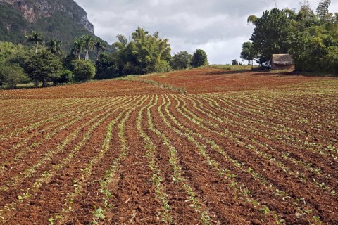 Tobacco plantation in the Vinales Valley