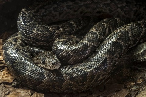 Cuban boa