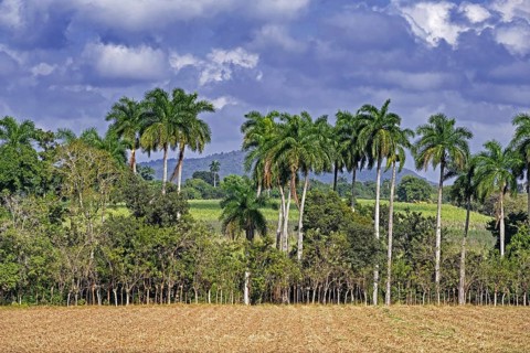 Farmland and palm trees along the Carretera Central