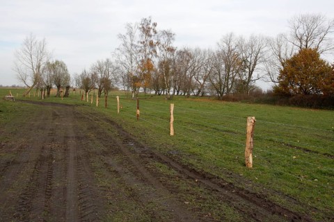 Barbed wire fence in a bird sanctuary