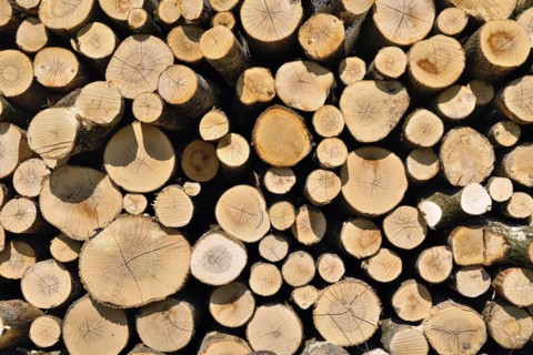 Detail of a woodpile in the Amperauen