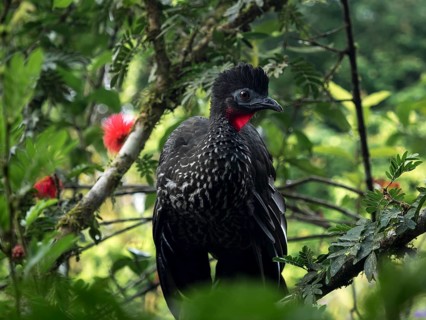 Crested guan