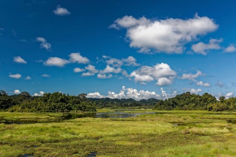 Swampy landscape