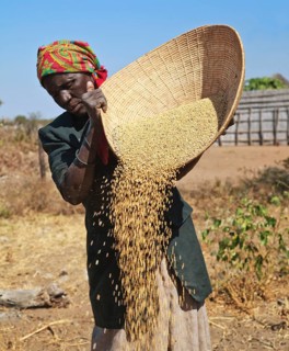 Farmer's wife with grain