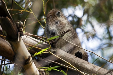 Desmarest's hutia