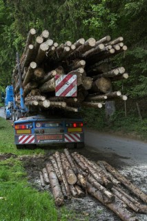 Red and white striped rear load marker after loading felled tree trunks on logging truck in forest