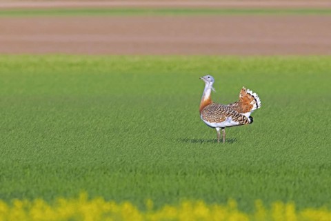 Great bustard