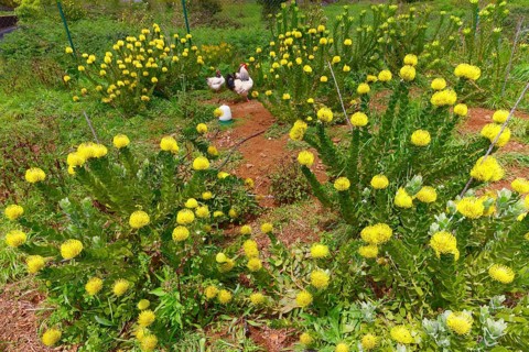 Chicken garden