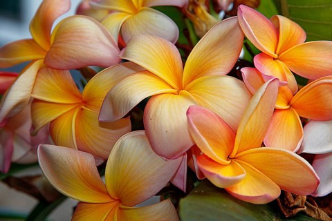 Frangipani
