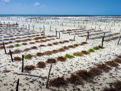 Eucheuma seaweed cultivation