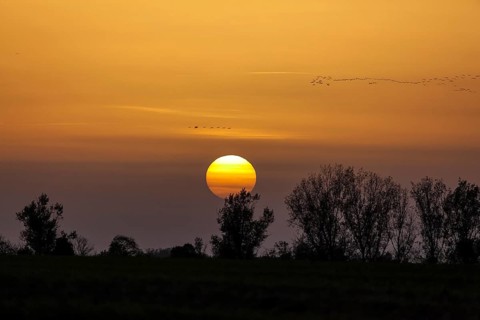Sunset and cranes