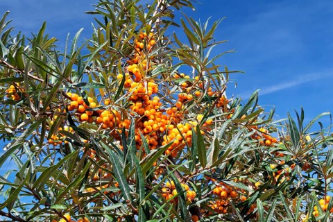 Common sea-buckthorn