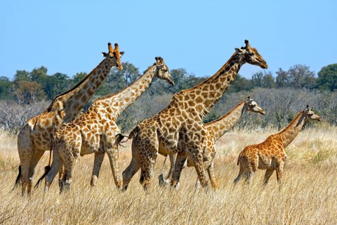 Giraffes