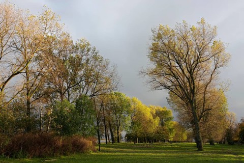 Gallery forest in autumn on the Unterweserinsel Strohauser Plate