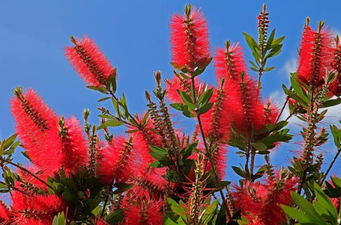 Bottlebrush