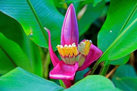 Ornamental banana