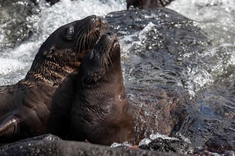 Galapagos sea lions