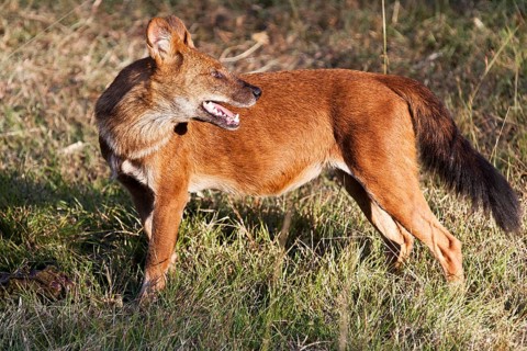 Red or Asiatic wild dog