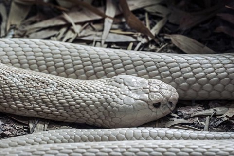 White Monocled cobra