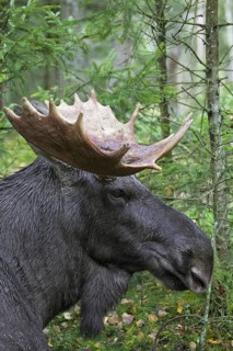 Moose