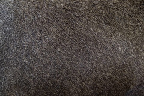Moose