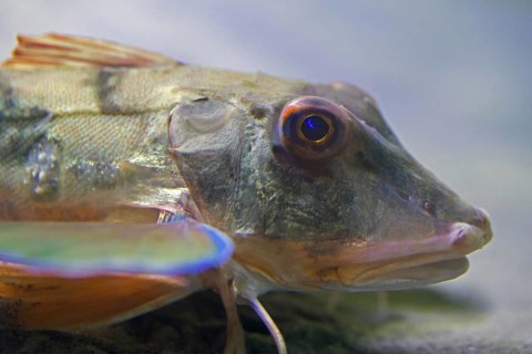 Tub gurnard