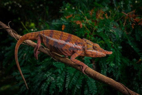 A male chameleon