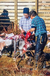 Reindeer slaughter by Sami people outdoors in autumn