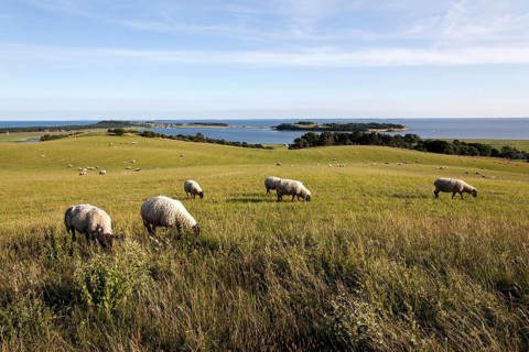 Bodden landscape with sheep
