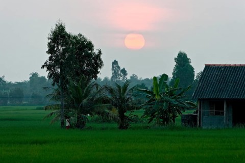 Evening mood over rice paddies