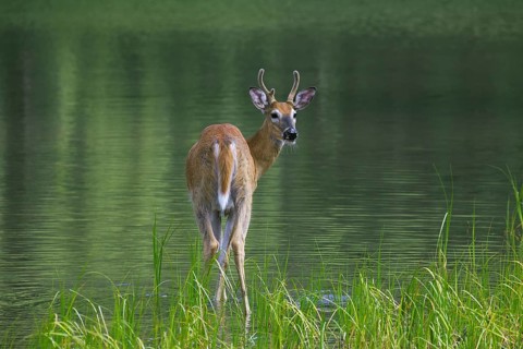 Whitetail deer