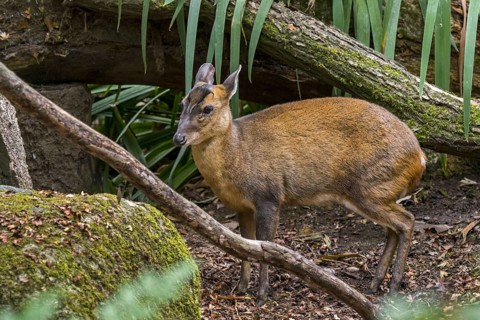 Reeves's muntjac