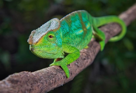 Parson's chameleon male