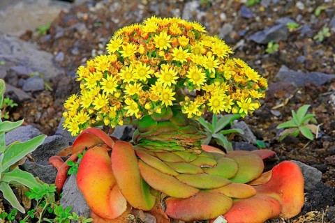 Thick-leaved plant