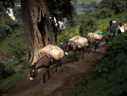 Donkey caravan